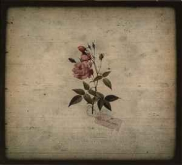 In The Pines - In The Pines CD used